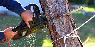 Best Arborist Consultation Services  in Galena, IN